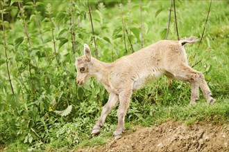 Alpine ibex (Capra ibex) youngster walking on a meadow, wildlife Park Aurach near Kitzbuehl,