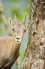 Alpine ibex (Capra ibex) female, portrait, wildlife Park Aurach near Kitzbuehl, Austria, Europe