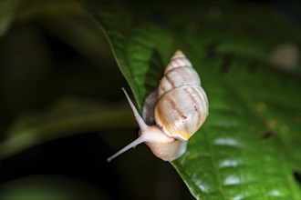 Snail with snail shell (Gastropoda) on a leaf at night in the tropical rainforest, Refugio Nacional