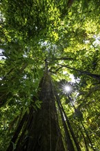 Dense vegetation in the tropical rainforest, roots of a strangler fig on a tree, view upwards, Sun