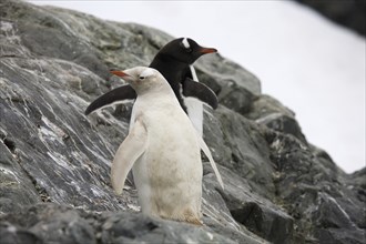 Leucistic Gentoo Penguin (Pygoscelis papua) at Almirante Brown, Antarctica