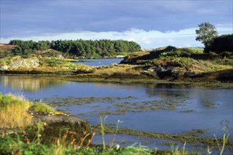 Coast and bog vegetation Mizen peninsula, County Cork, Ireland, Europe