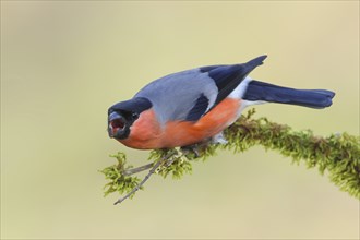 Eurasian bullfinch (Pyrrhula pyrrhula), Aggressive male sitting on a branch covered with moss,