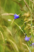 Harebell (Campanula rotundifolia) and grasses in a wild, natural flower meadow, Germany, Europe