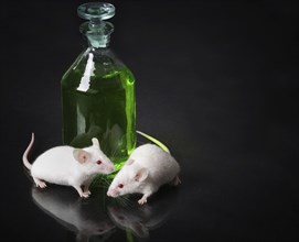 Two white laboratory mouse next to a jar with a green liquid on the glass surface with reflection