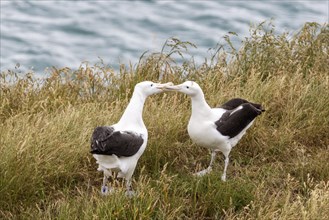 Albatros (Diomedea sanfordi), Taiaroa Head, Otago Peninsula, Neuseeland