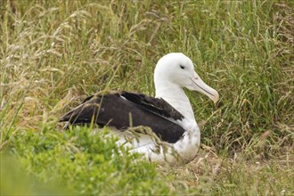 Albatros (Diomedea sanfordi), Taiaroa Head, Otago Peninsula, Neuseeland