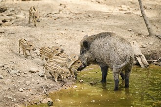 Wild boar (Sus scrofa) mother standing in the water with its squeaker beside, Bavarian Forest,