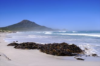 Washed up kelp, Platboom Beach, Cape Point, Cape of Good Hope, Cape Peninsula, Western Cape, South