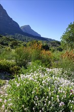 Kirstenbosch Botanical Gardens, Cape Town, Cape Town, Western Cape, South Africa, Africa