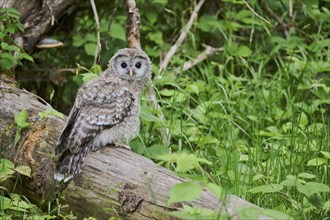 Ural owl (Strix uralensis) young bird, Bavaria, Germany, Europe