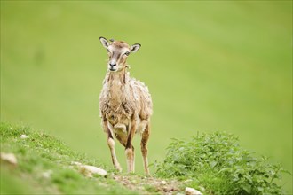 European mouflon (Ovis aries musimon) ewe standing on a meadow, tirol, Kitzbühel, Wildpark Aurach,