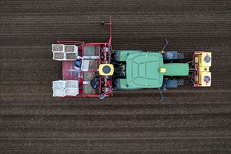 Early potatoes are placed in the soil of the field with a planting machine, Agriculture, Spring