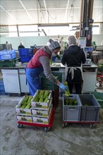 Asparagus farm, green asparagus is washed, cut and sorted by quality, weighed, portioned and