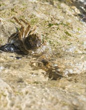 Chinese mitten crab (Eriocheir sinensis), invasive species, neozoon, crab, juvenile clings to the