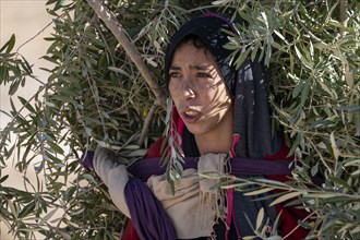 Portrait, Berber woman, traditional clothing, carrying olive branches, Morocco, Africa