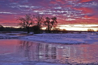 Winter floods 2024 on the Elbe and Mulde rivers with flooding of the meadows, ice on the meadows