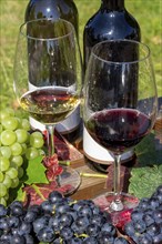 Symbolic image of grape grape harvest: Ripe grapes decorated with wine glasses on a wooden table