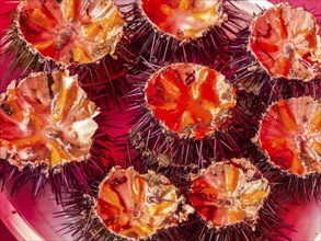 Fresh sea urchin at the historic Catania fish market, Catania, Sicily, Italy, Europe