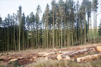 Tree felling forestry operations in dartmoor national park, Bellever forest, Postbridge, Devon,