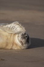 Atlantic grey seal (Halichoerus grypus) juvenile baby pup animal resting on a sandy beach, England,