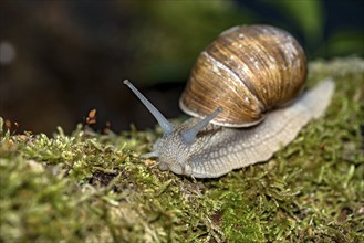 Burgundy snail (Helix pomatia) crawling over moss, Hesse, Germany, Europe