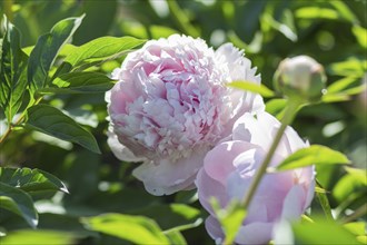 Pink peony flower in a botanical garden