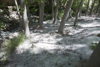 Ground covering of white seeds of the Quaking Aspen tree, Populus tremuloides, Alhama de Granada,