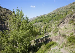 Landscape of the River Rio Poqueira gorge valley, High Alpujarras, Sierra Nevada, Granada Province,