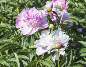 Pink peony flower in a botanical garden