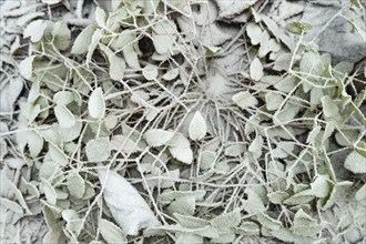 Barrenwort leaves covered with hoarfrost. Abstract floral background, garden and winter concept.