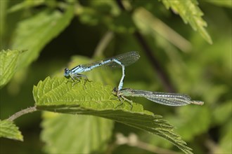 Common blue damselfly (Enallagma cyathigerum) two adult insects mating on a leaf, Suffolk, England,