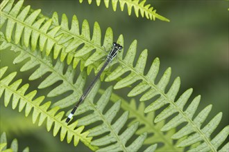 Common blue damselfly (Enallagma cyathigerum) adult insect resting on a Bracken leaf, Suffolk,