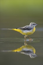 Grey wagtail (Motacilla cinerea) in winter plumage showing reflection in shallow water of stream,