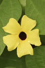 Black-eyed susan vine (Thunbergia alata), flower, ornamental plant, North Rhine-Westphalia,