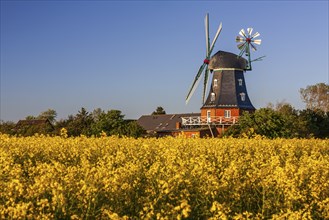 Traditional windmill in the evening light, sunny, idyllic, rape field, North Sea island Föhr,