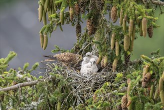 Common kestrel (Falco tinnunculus), female adult bird feeding young birds not yet ready to fly in