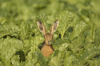 Brown hare (Lepus europaeus) adult animal in a farmland sugar beet field in the summer, Suffolk,