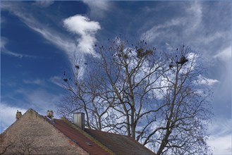 Carrion crows (Corvus corone) nesting in the crown of a plane tree (Platanus), Kitzingen, Lower