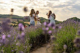 Lavender fields in East Westphalia Lippe, OWL, near the village of Fromhausen, near Detmold, the