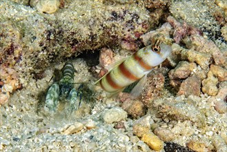 Symbiosis symbiotic behaviour of masked shrimpgoby (Amblyeleotris gymnocephala) synonym