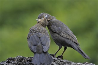 Common Blackbird (Turdus merula) female feeding juvenile whilst using the nictitating membrane for