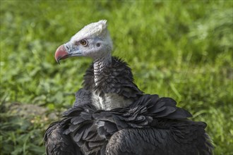 White-headed vulture (Trigonoceps occipitalis) close up portrait, endemic to Africa