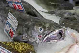 Fish market, fish hall, Playa Blanca, Lanzarote, Canary Island, Spain, Europe