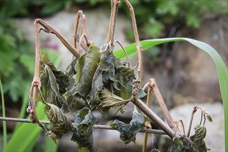 Late night frosts have led to severe frost damage in vineyards in the Elbe Valley. Due to the very