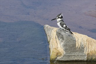 Pied kingfisher (Ceryle rudis), female, sitting on a rock, Olifants River, Kruger National Park,