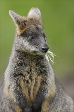 Swamp wallaby (Wallabia bicolor), captive, occurrence in Australia