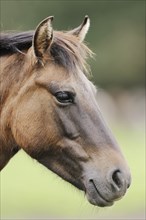 Dülmen wild horse, portrait, Merfelder Bruch, Dülmen, North Rhine-Westphalia, Germany, Europe