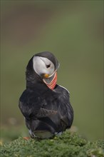 Atlantic puffin (Fratercula arctica) adult bird preening its wings on a cliff top, Skomer island,