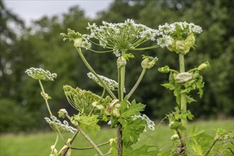 Giant hogweed plant, the plant parts, especially the sap, are poisonous, the sap triggers a